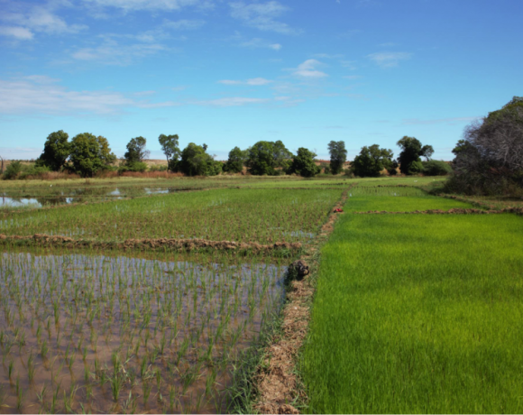 Janvier-Février 2018: Formation au système de riziculture intensif (SRI) et au semis direct