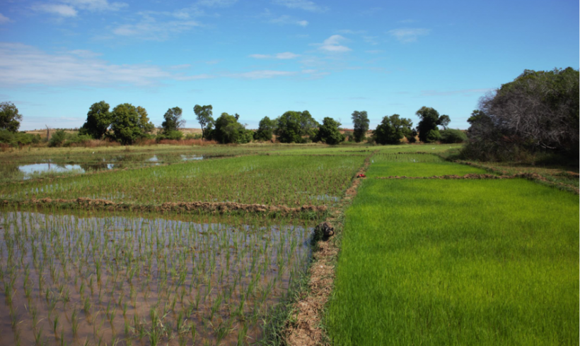 Janvier-Février 2018: Formation au système de riziculture intensif (SRI) et au semis direct