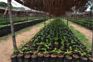 July 2019: Plant production and climate change