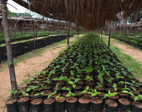 July 2019: Plant production and climate change